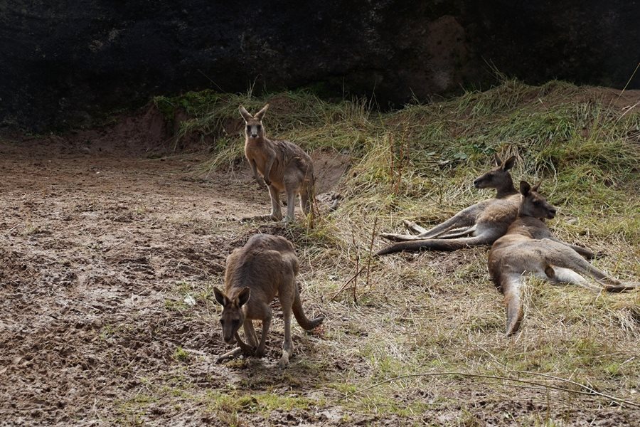 Belfast Zoo goes down under with new 'animals of Australia' habitat