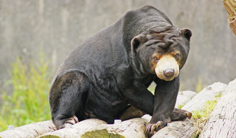 Death of Bora, the Malayan Sun Bear