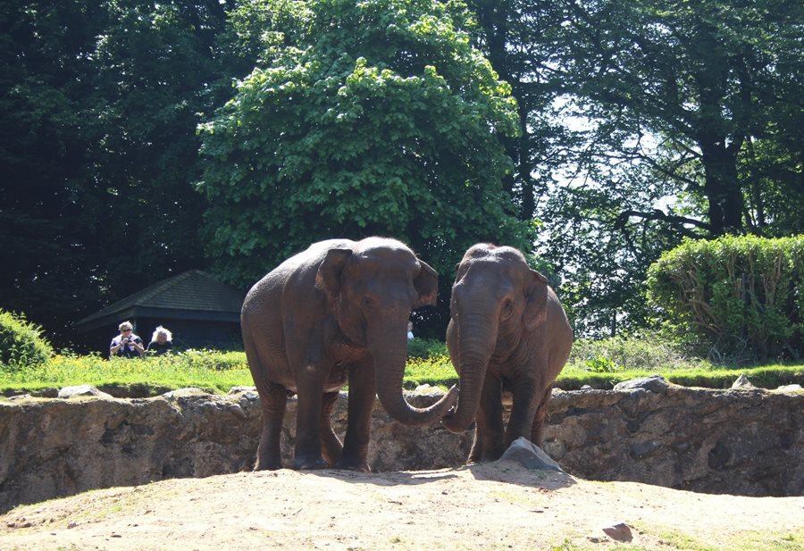Trunkful of Memories: Farewell Dhunja and Yhetto